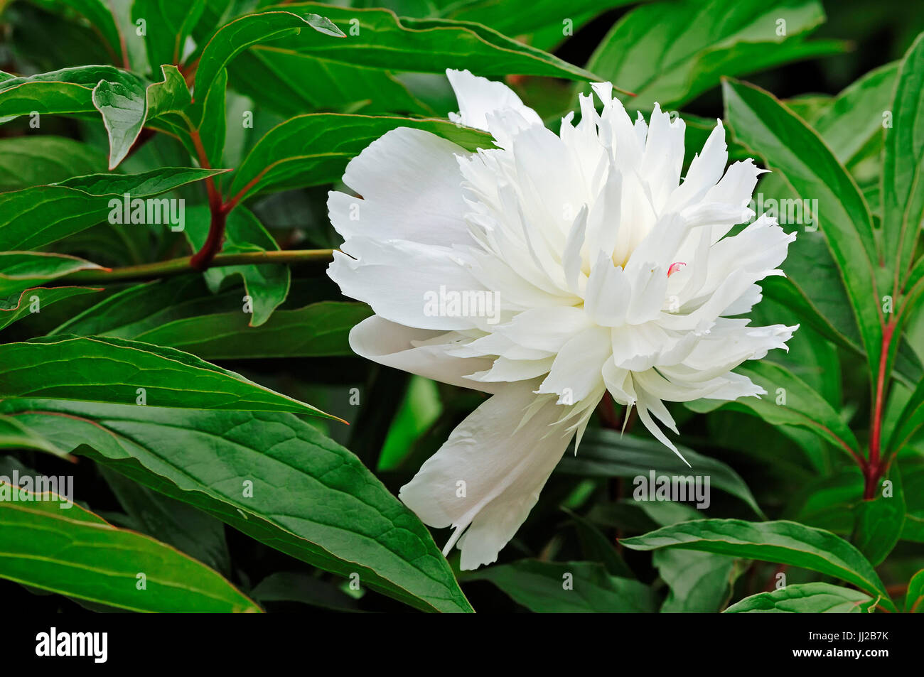 Pfingstrose / (Paeonia Lactiflora-Hybride) | Pfingstrose / (Paeonia Lactiflora-Hybride) Stockfoto