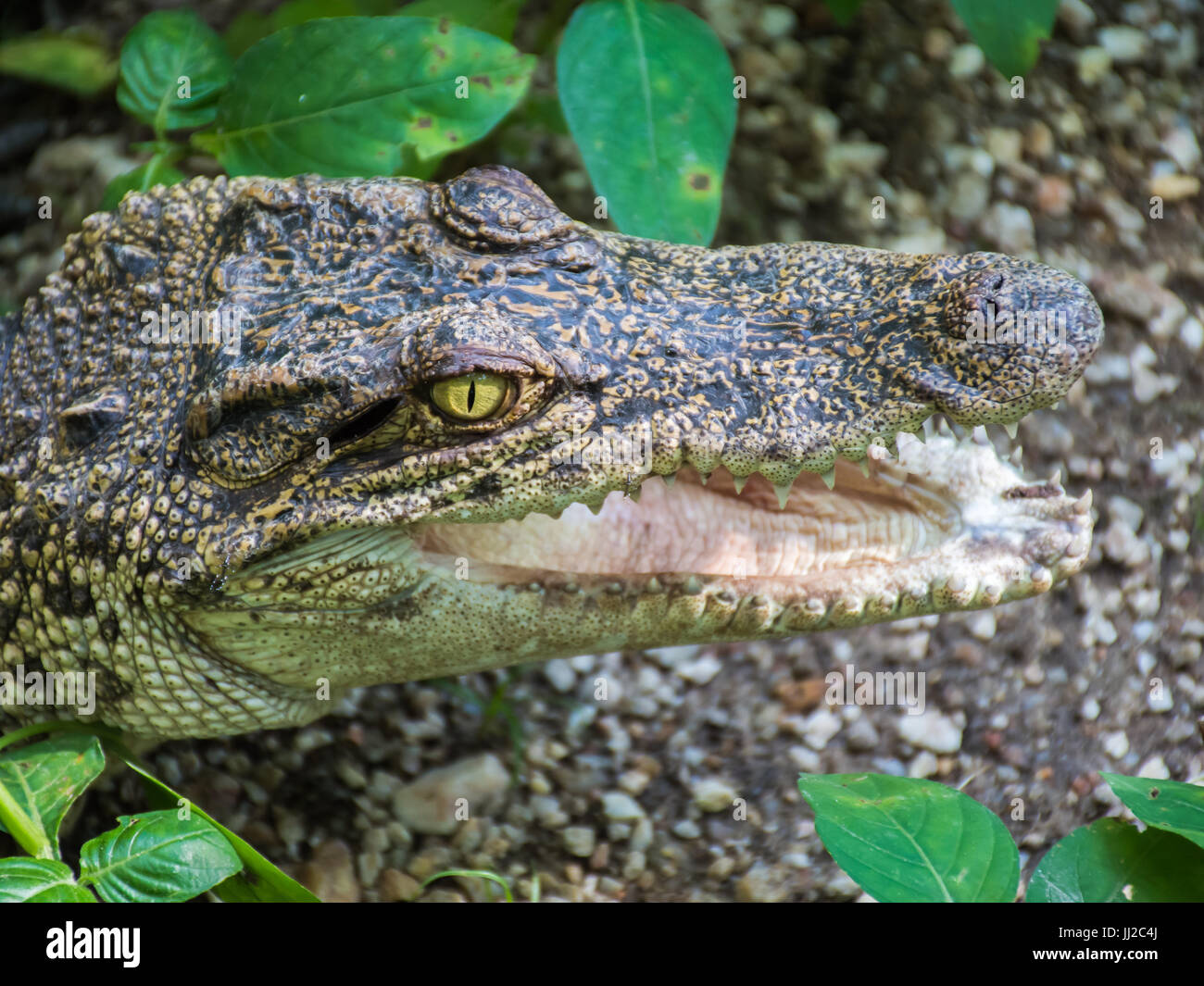 Krokodil Stockfoto