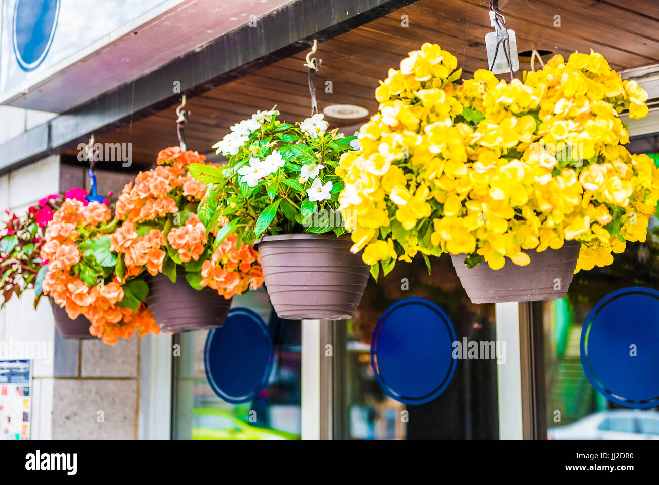 Hängende bunte Begonie Blumentöpfe vom Eingang des Gebäudes im Sommer als Dekoration in Montreal, Quebec, Kanada Stockfoto