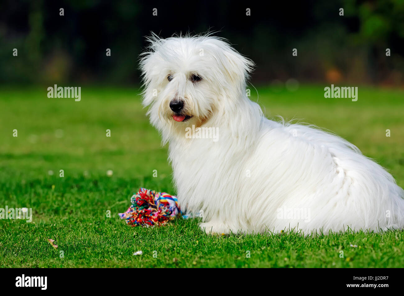 Coton de Tulear auf Wiese Stockfotografie Alamy