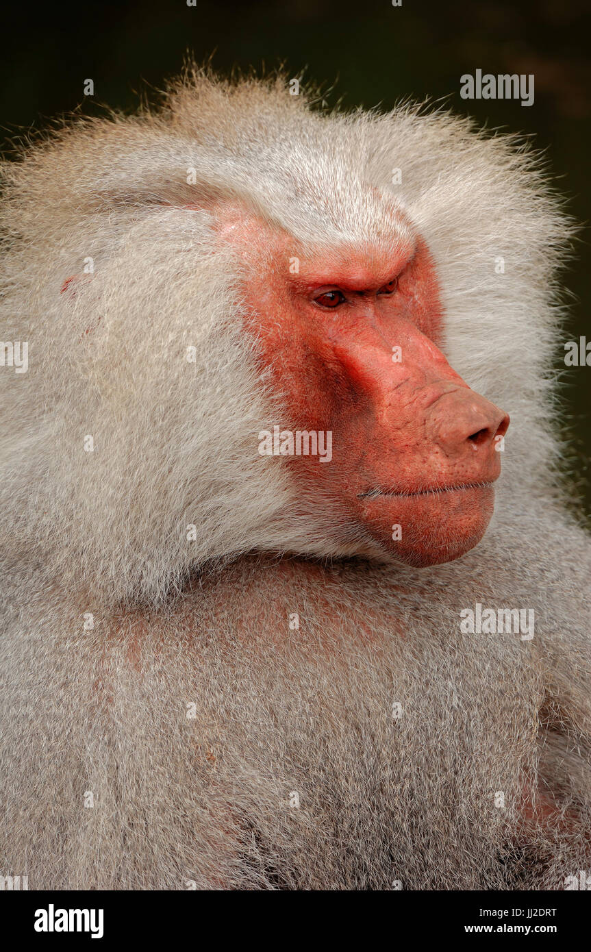 Hamadryas Pavian, männliche / (Papio Hamadryas) Mantelpavian