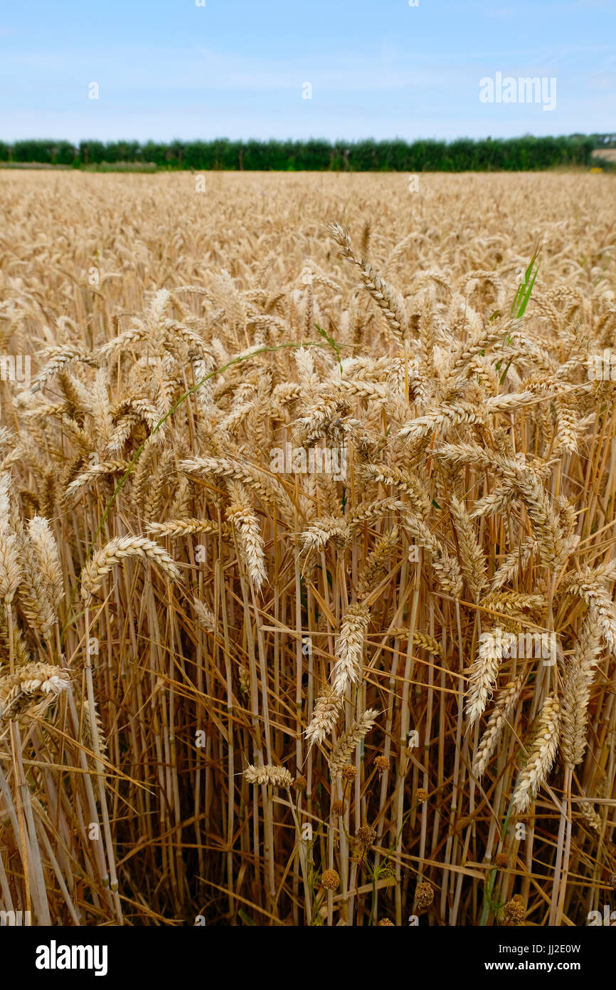 Bereich der Weizen wächst im Sommer auf einem Bauernhof in Sussex. Stockfoto