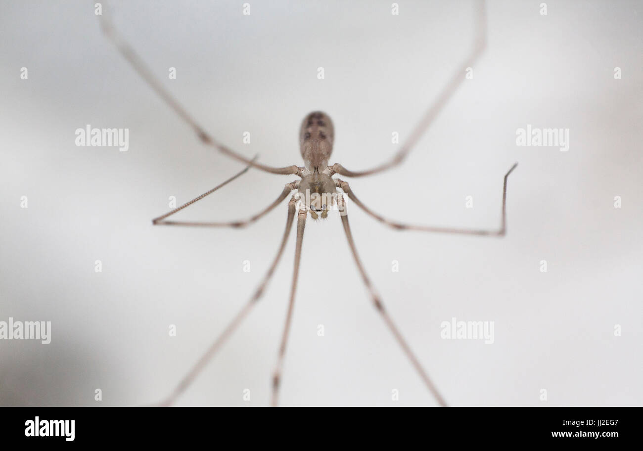 Pholcidea (Daddy Langbein) nach Hause Spider Stockfoto