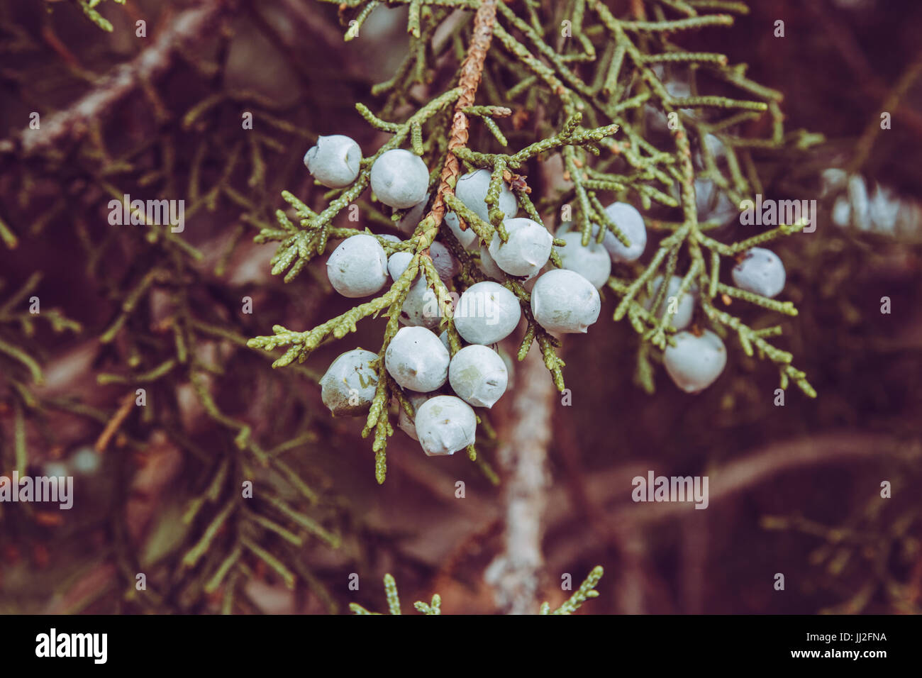 Blaue Wüste unterwegs nach Cold Mountain Beeren auf einer Kiefer im Wald Stockfoto