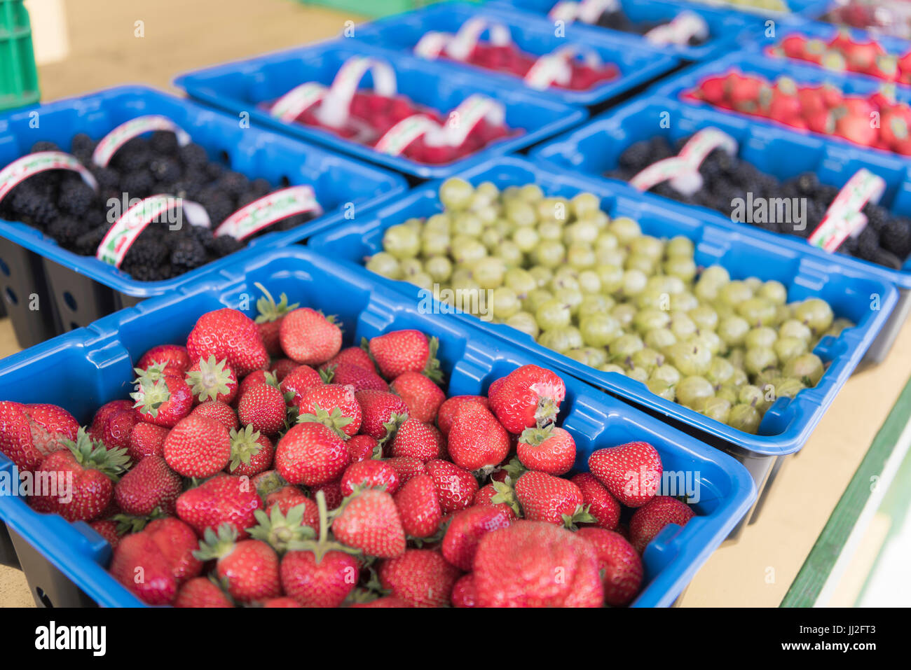Bastkörbe von frisch gepflückten, lokal angebaut und in der Saison Erdbeeren, Brombeeren, Stachelbeeren und Himbeeren in Wexford, Irland. Stockfoto