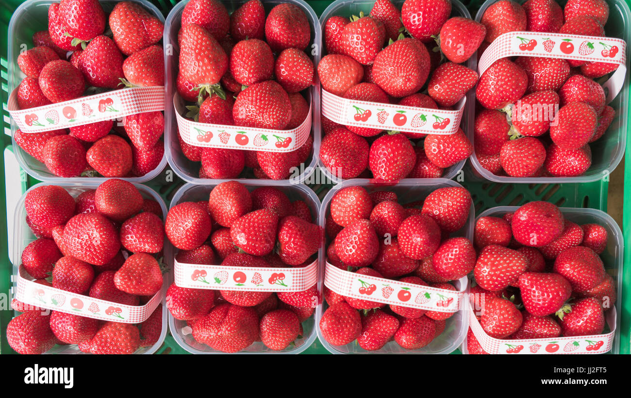 Bastkörbe frisch gepflückt, lokal angebaut und in der Saison Erdbeeren in Wexford, Irland. Stockfoto
