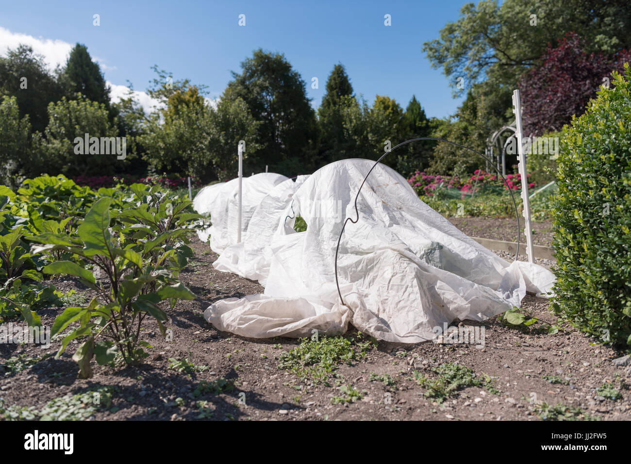 Weißer Polyethylen Cloche Schutz eine Reihe von Gemüse in einem Gemüsegarten Stockfoto