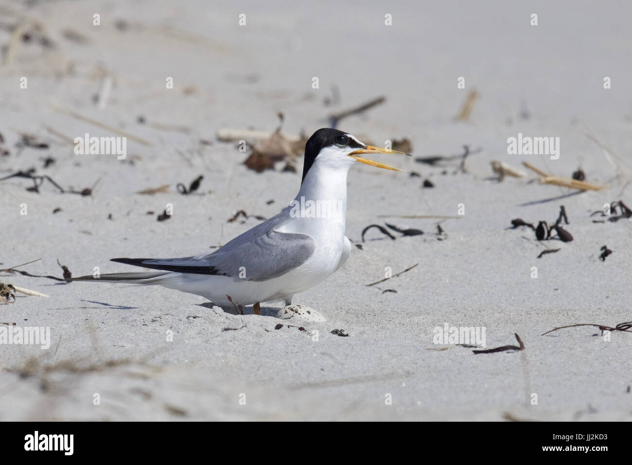 Eine zumindest Seeschwalbe Sterna Antillarum mit einem Ei in einem Nest am Strand während der Brutzeit Stockfoto