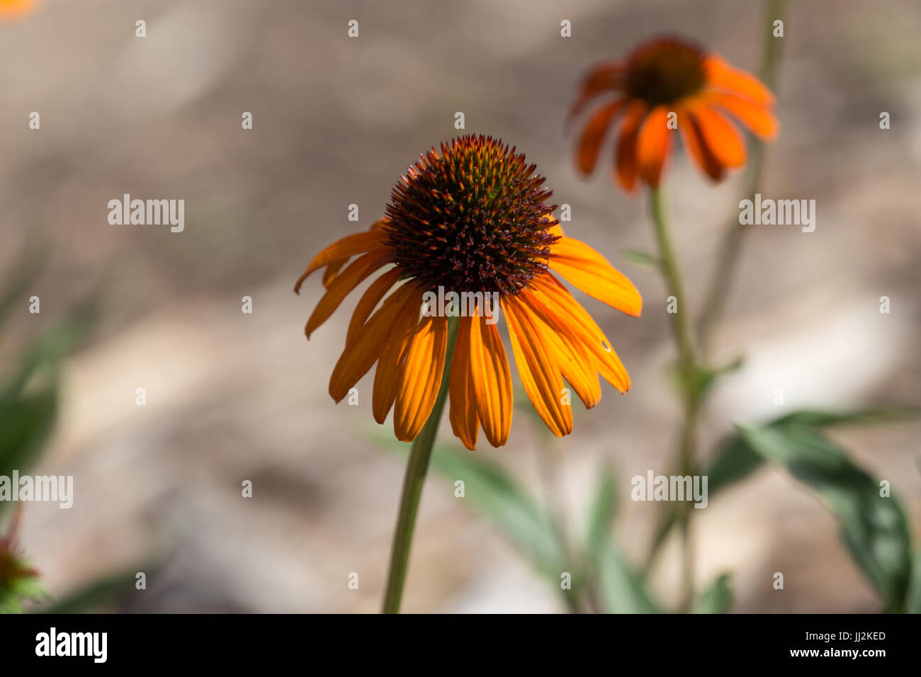 Kegel-Blumen Stockfoto