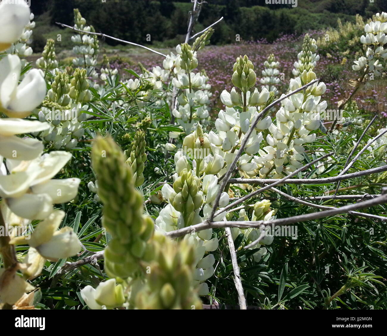 Wunderschöne Lupine Blumen Stockfoto