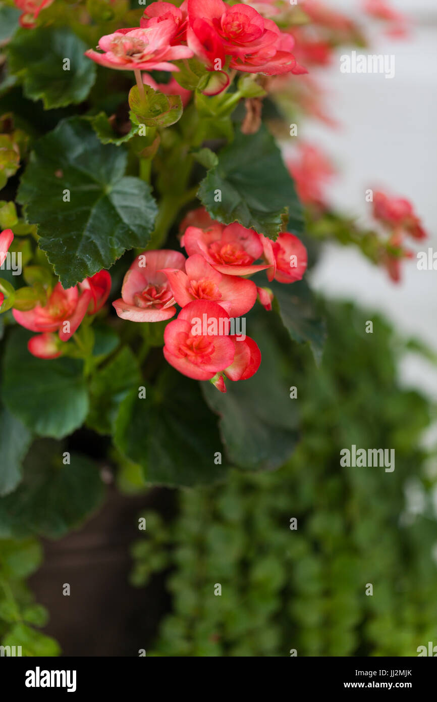 Begonie-Blumen Stockfoto