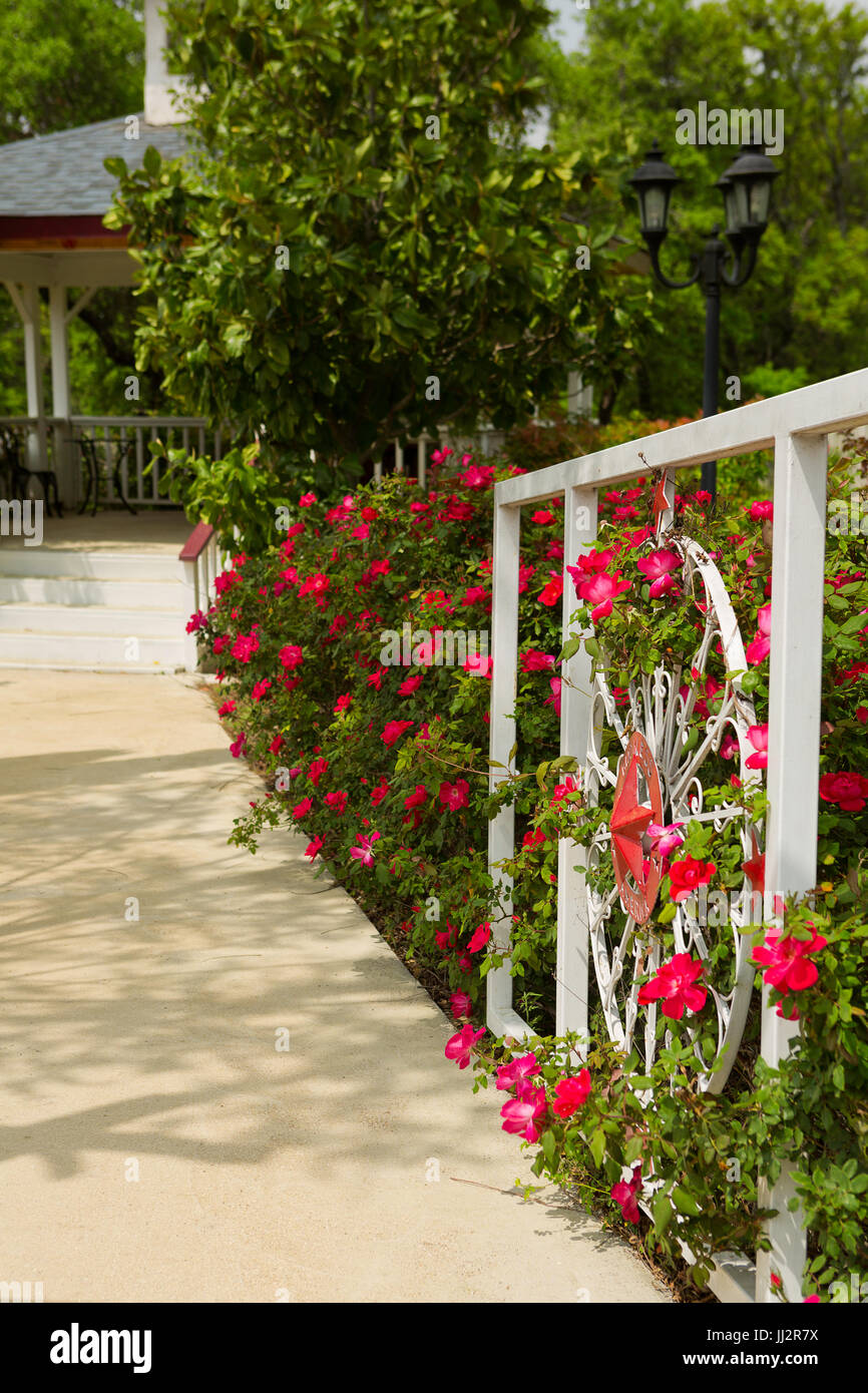 Rosen entlang einem Pfad und Tor in Johnson City, Texas. USA Stockfoto