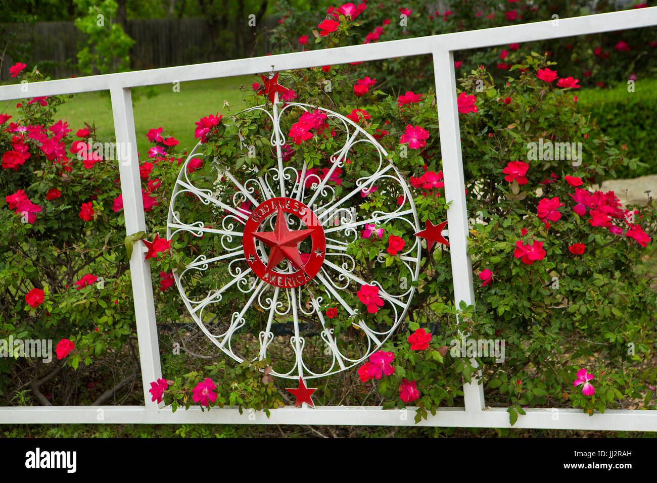 Rosen entlang einem Pfad und Tor in Johnson City, Texas. USA Stockfoto