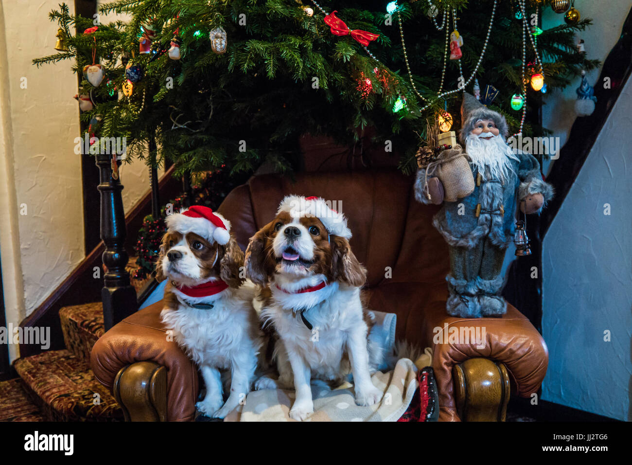 Cavalier King Charles Spaniel mit Weihnachten Hüte sitzen unter einem Weihnachtsbaum. Stockfoto