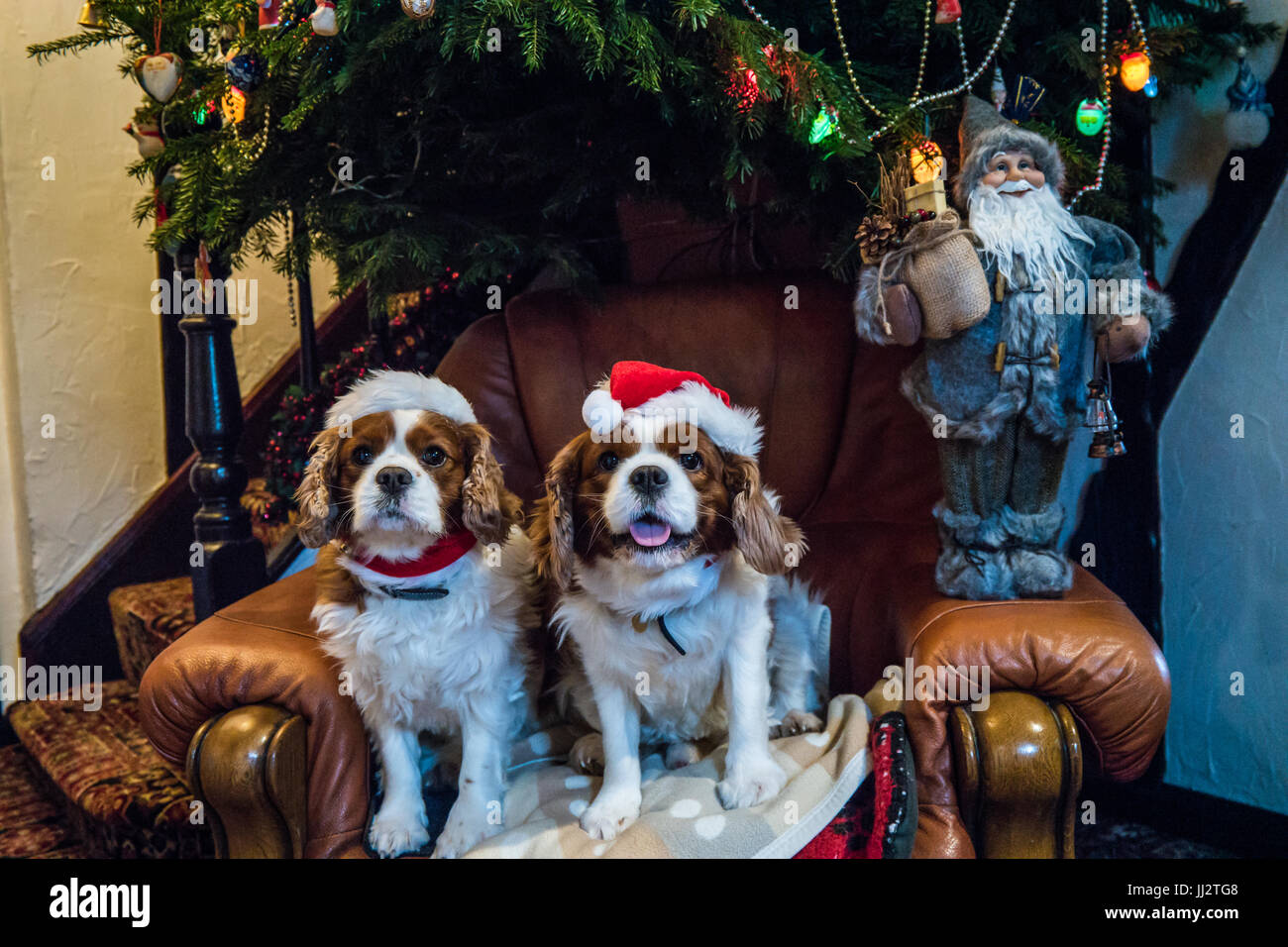 Cavalier King Charles Spaniel mit Weihnachten Hüte sitzen unter einem Weihnachtsbaum. Stockfoto