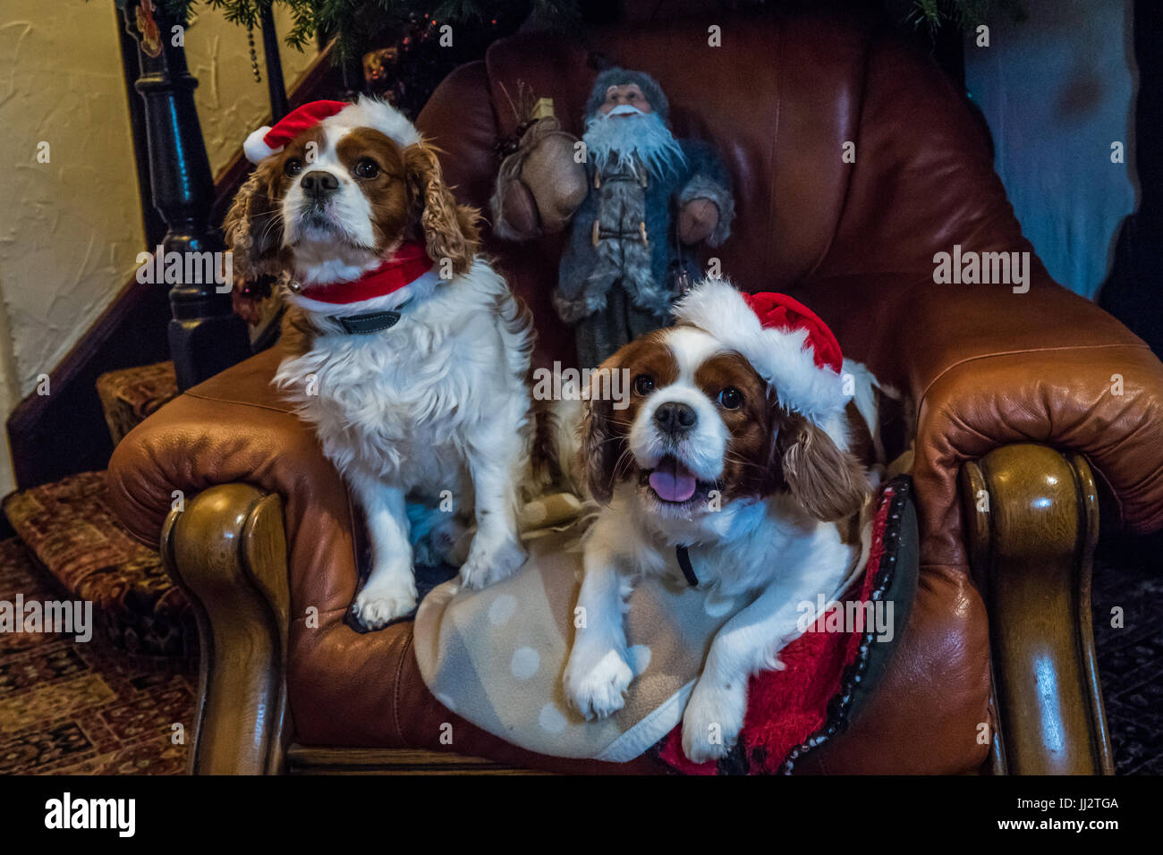 Cavalier King Charles Spaniel mit Weihnachten Hüte sitzen unter einem Weihnachtsbaum. Stockfoto
