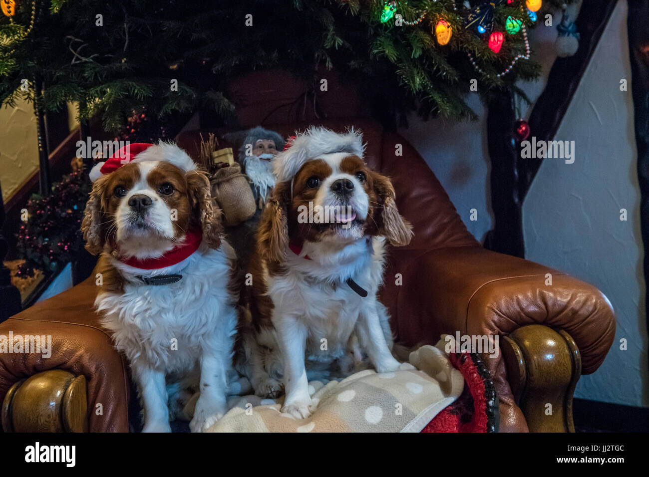 Cavalier King Charles Spaniel mit Weihnachten Hüte sitzen unter einem Weihnachtsbaum. Stockfoto