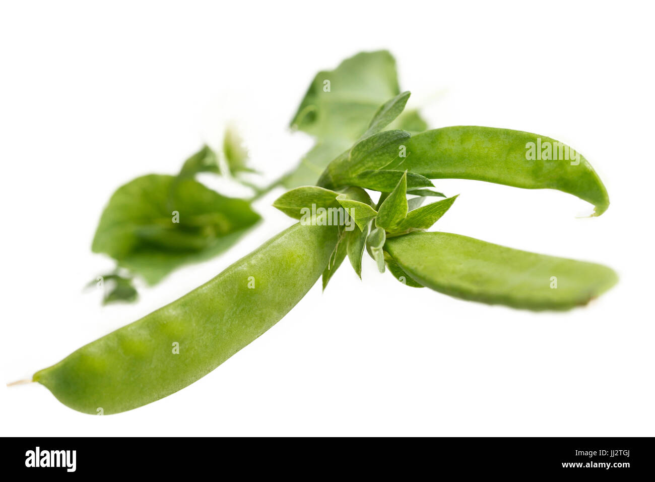 Reihe von grünen Bohnen "Gourmet" isolated on white Stockfoto