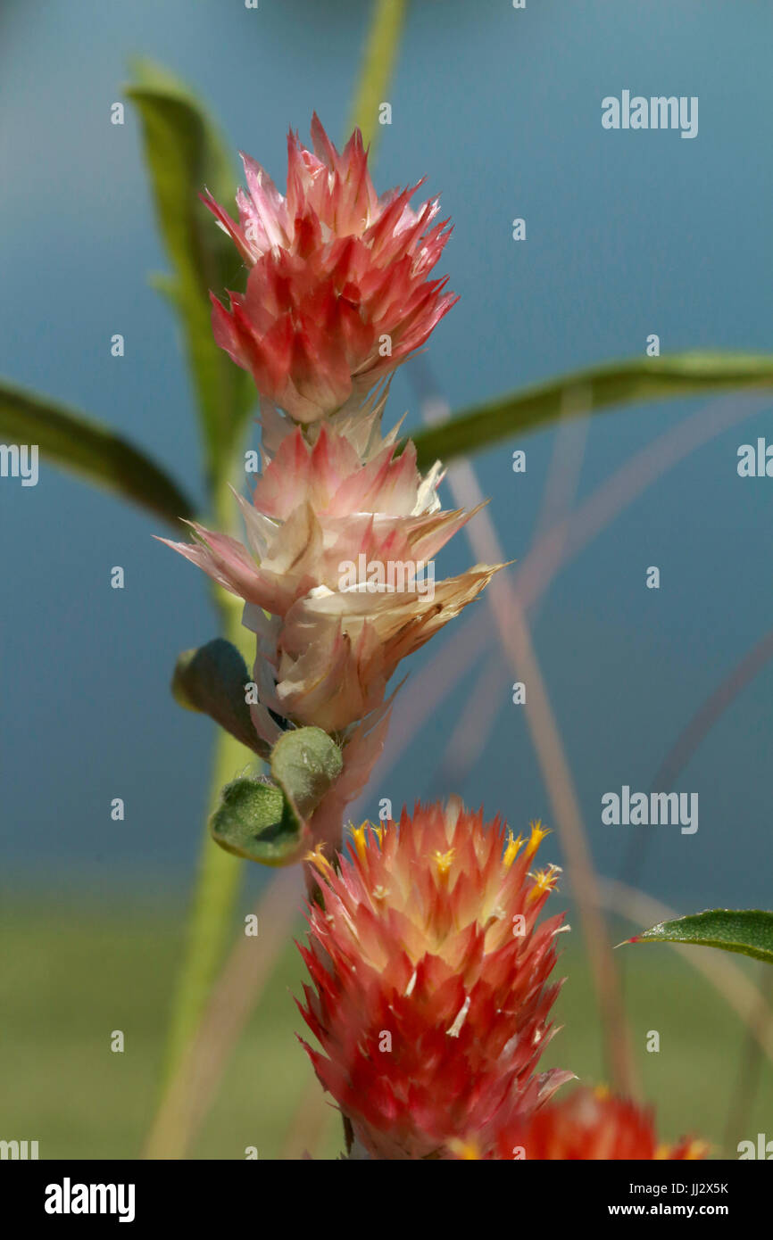 Makro Brand Blumen Stockfoto