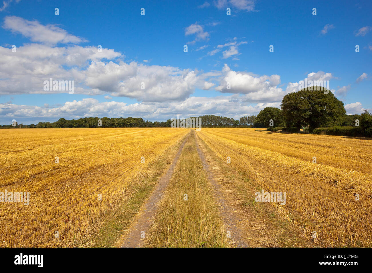 ein Feldweg durch Yorkshire landwirtschaftliche Landschaft mit goldenen Stroh Stoppeln Felder und Wälder bei blau bewölktem Himmel im Sommer in yorkshire Stockfoto