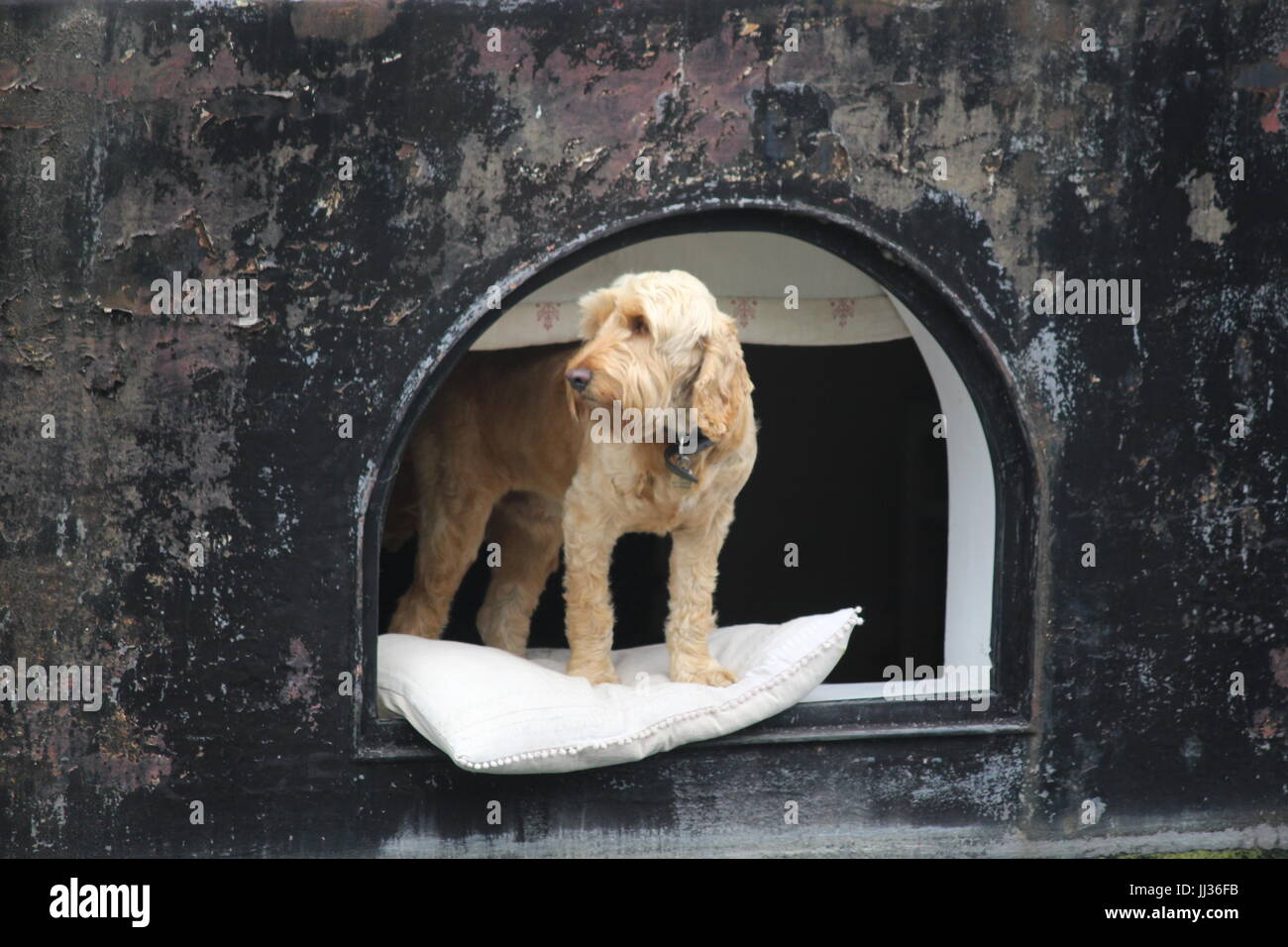 Hund auf der Suche von gewölbten Fenster auf Kanalboot mit seinen Pfoten auf einem Kissen Stockfoto