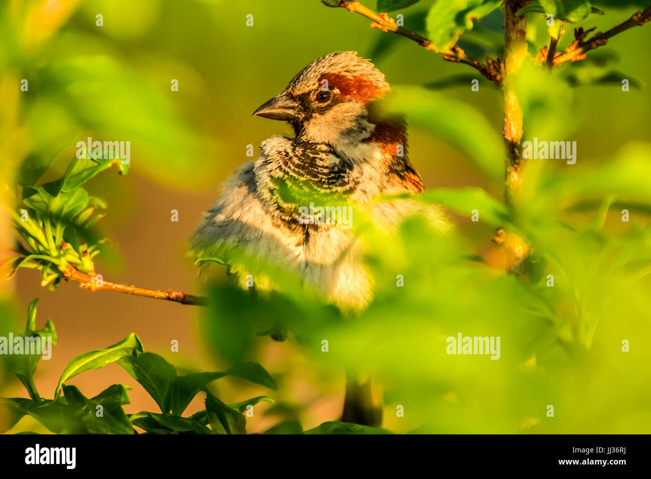 Männlicher Haussperling oder Passer Domesticus ist ein Vogel der Spatz Familie Passeridae, gefunden in den meisten Teilen der Welt Stockfoto