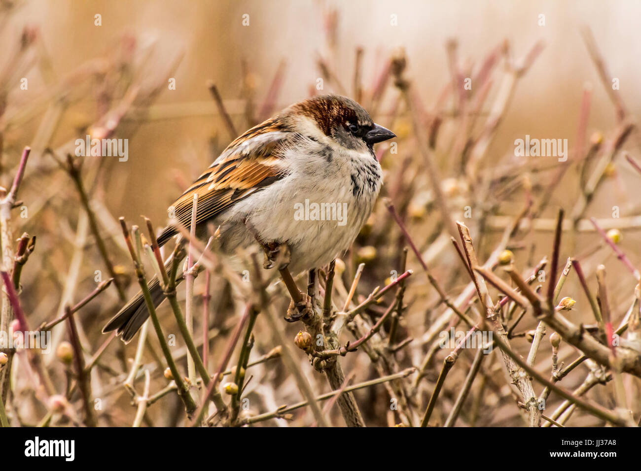 Männlicher Haussperling oder Passer Domesticus ist ein Vogel der Spatz Familie Passeridae, gefunden in den meisten Teilen der Welt Stockfoto