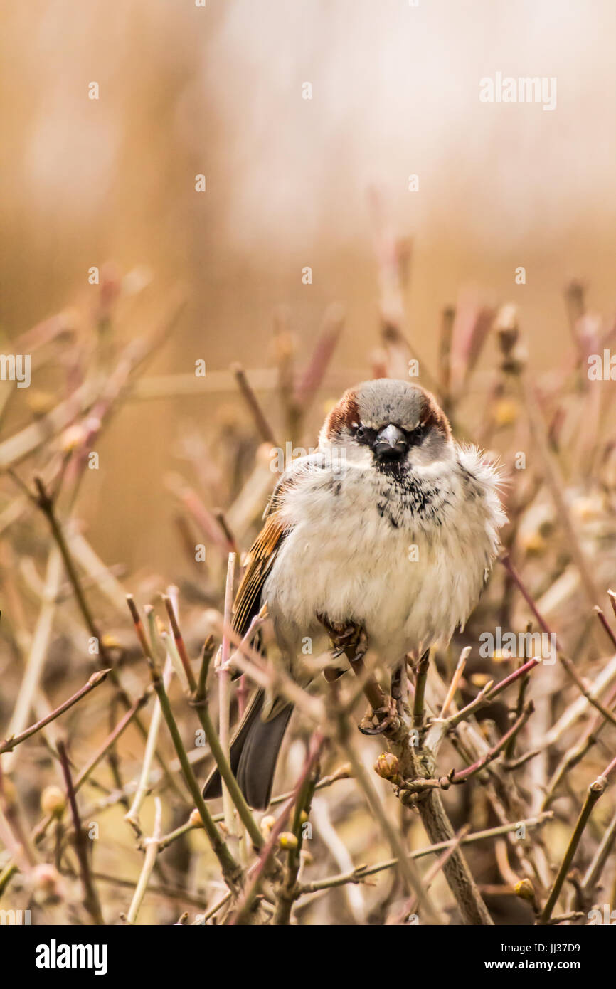 Männlicher Haussperling oder Passer Domesticus ist ein Vogel der Spatz Familie Passeridae, gefunden in den meisten Teilen der Welt Stockfoto