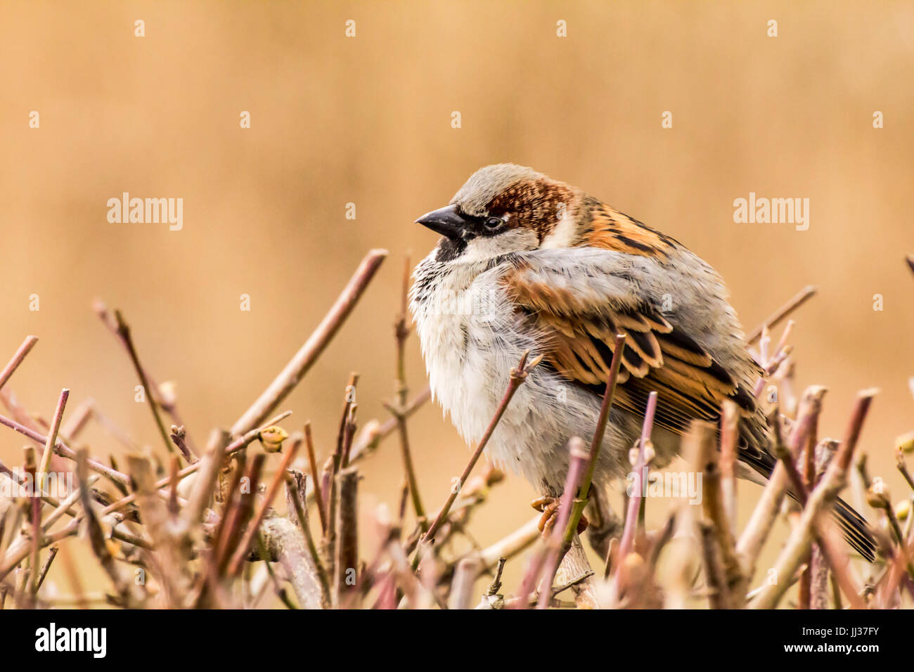 Männlicher Haussperling oder Passer Domesticus ist ein Vogel der Spatz Familie Passeridae, gefunden in den meisten Teilen der Welt Stockfoto