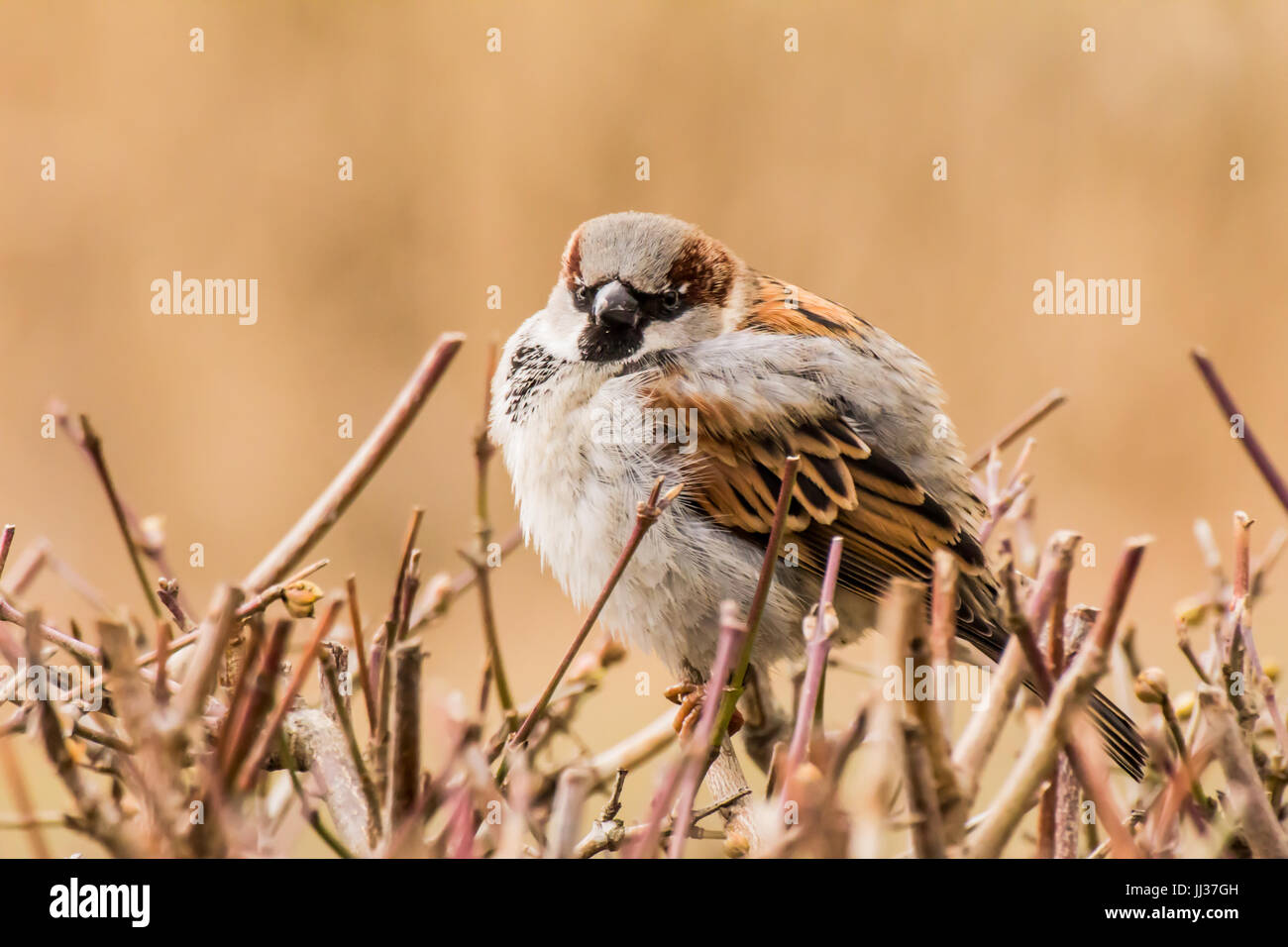 Männlicher Haussperling oder Passer Domesticus ist ein Vogel der Spatz Familie Passeridae, gefunden in den meisten Teilen der Welt Stockfoto