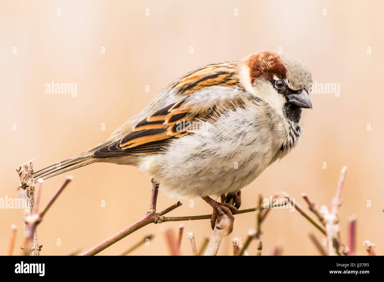 Männlicher Haussperling oder Passer Domesticus ist ein Vogel der Spatz Familie Passeridae, gefunden in den meisten Teilen der Welt Stockfoto