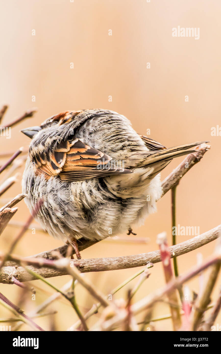 Männlicher Haussperling oder Passer Domesticus ist ein Vogel der Spatz Familie Passeridae, gefunden in den meisten Teilen der Welt Stockfoto