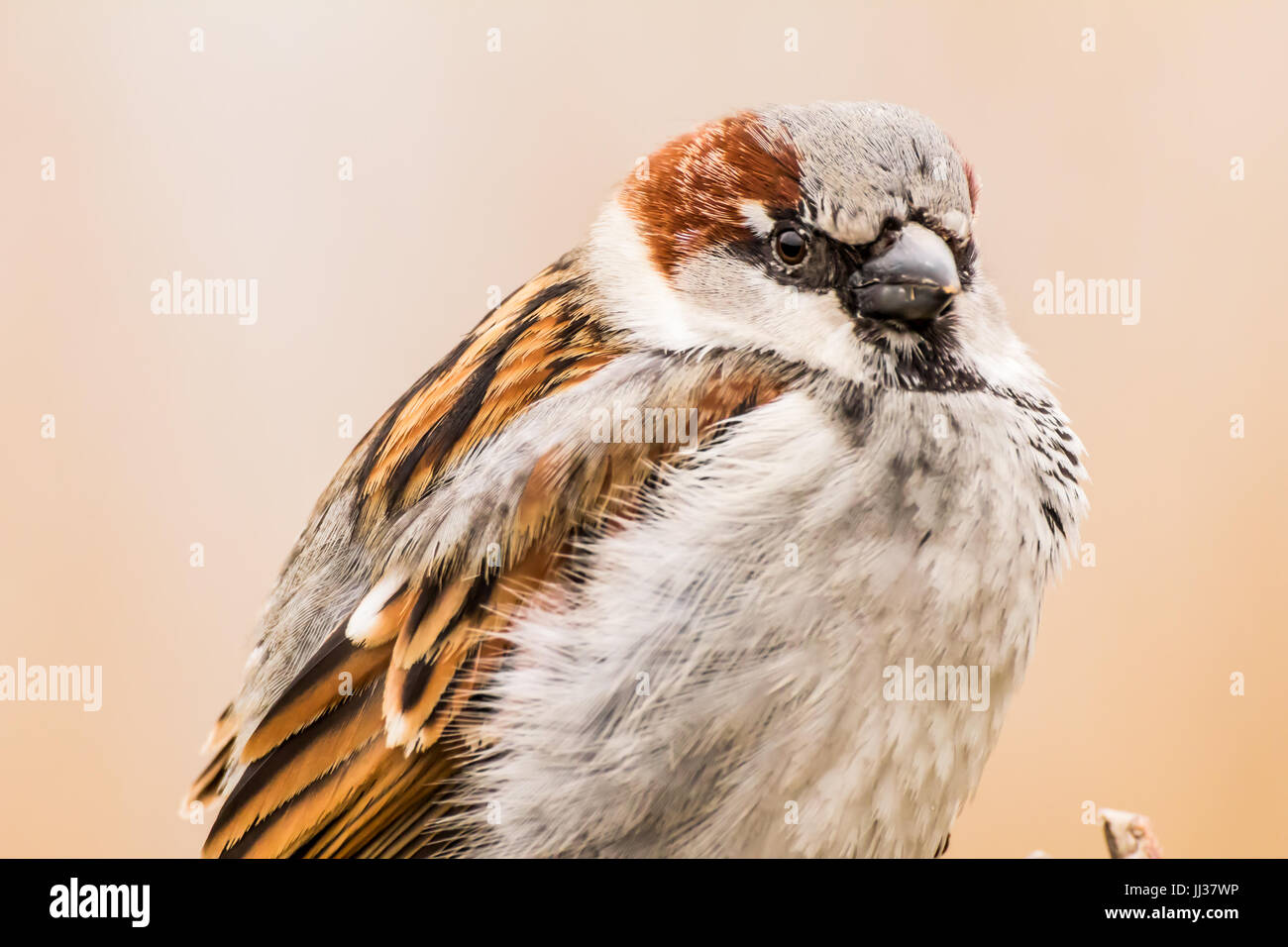 Männlicher Haussperling oder Passer Domesticus ist ein Vogel der Spatz Familie Passeridae, gefunden in den meisten Teilen der Welt Stockfoto