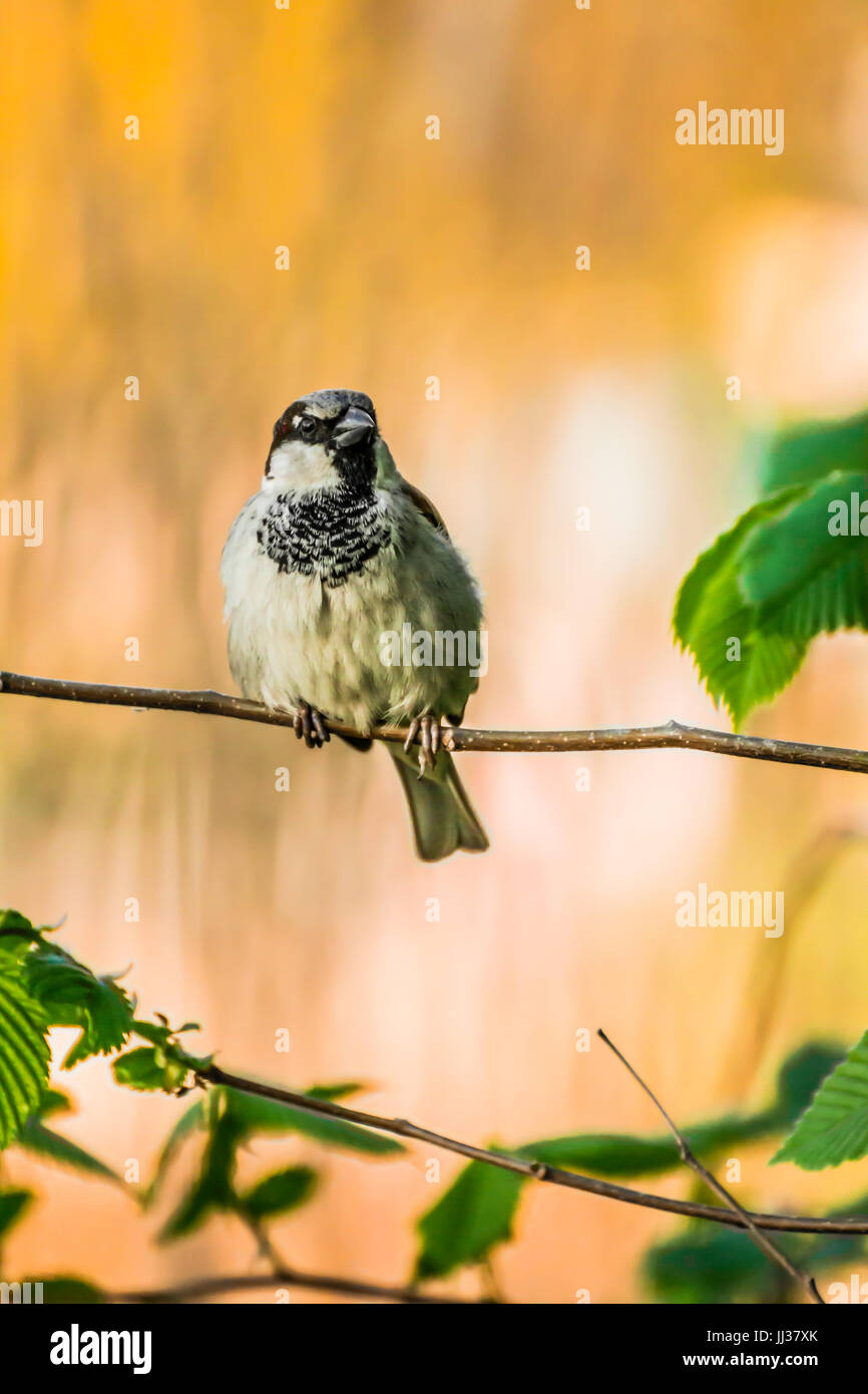 Männlicher Haussperling oder Passer Domesticus ist ein Vogel der Spatz Familie Passeridae, gefunden in den meisten Teilen der Welt Stockfoto