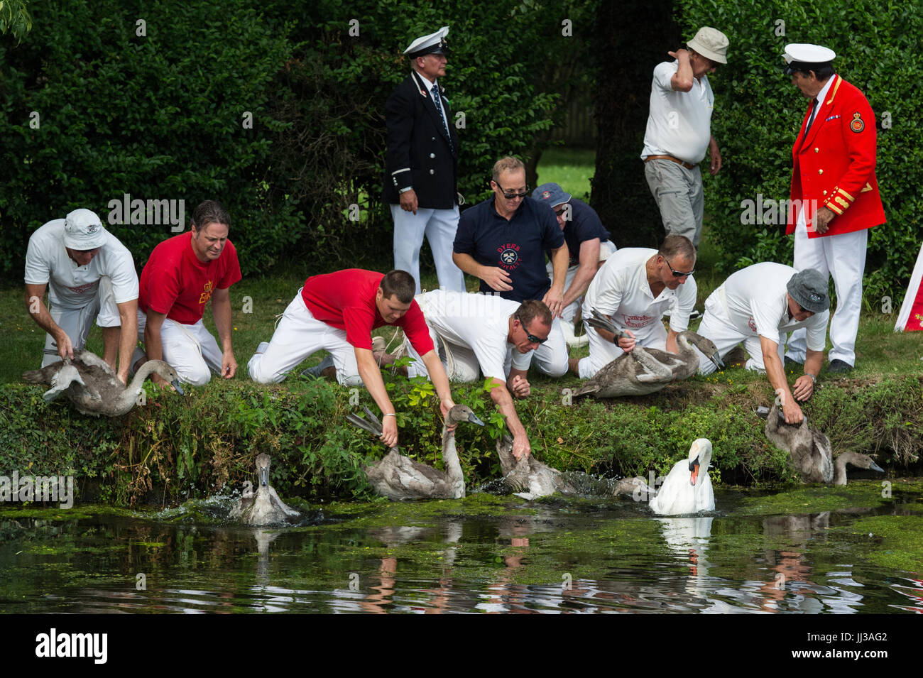 London, UK. 17. Juli 2017. Swan Upping erfolgt auf der Themse in der Nähe von Windsor, Berkshire, UK. Die jährliche Veranstaltung stammt aus dem Mittelalter, als die Krone Eigentum an alle Höckerschwäne behauptete, die eine wichtige Nahrungsquelle für Bankette und feste galten. Heute die Cygnets sind gewogen und gemessen, um Schätzungen der Wachstumsraten zu erzielen und die Vögel werden auf Anzeichen von Verletzungen, häufig verursacht durch Angelhaken und Linie untersucht. Die Cygnets sind mit individuellen Identifikationsnummern von The Queen Swan Warden, beringt, deren Aufgabe darin, wissenschaftlichen und nicht-zeremonielle besteht. Die Königin Swa Stockfoto