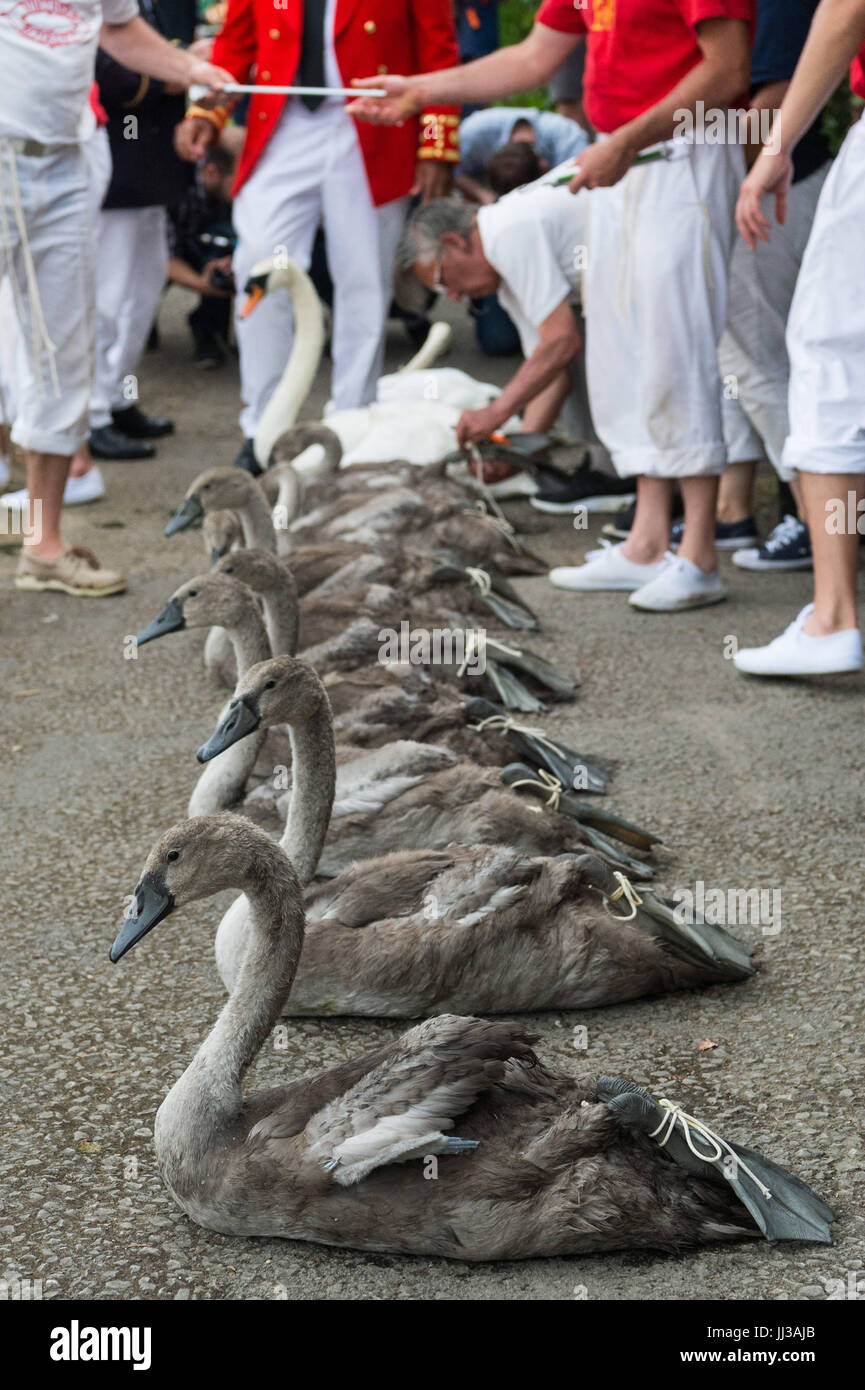 London, UK. 17. Juli 2017. Eine Gruppe von neun Cygnet Schwäne, die darauf warten, gezählt und aufgezeichnet werden. Swan Upping erfolgt auf der Themse in der Nähe von Windsor, Berkshire, UK. Die jährliche Veranstaltung stammt aus dem Mittelalter, als die Krone Eigentum an alle Höckerschwäne behauptete, die eine wichtige Nahrungsquelle für Bankette und feste galten. Heute die Cygnets sind gewogen und gemessen, um Schätzungen der Wachstumsraten zu erzielen und die Vögel werden auf Anzeichen von Verletzungen, häufig verursacht durch Angelhaken und Linie untersucht. Die Cygnets sind mit individuellen Identifikationsnummern von The Queen Swan Krieg umringt. Stockfoto