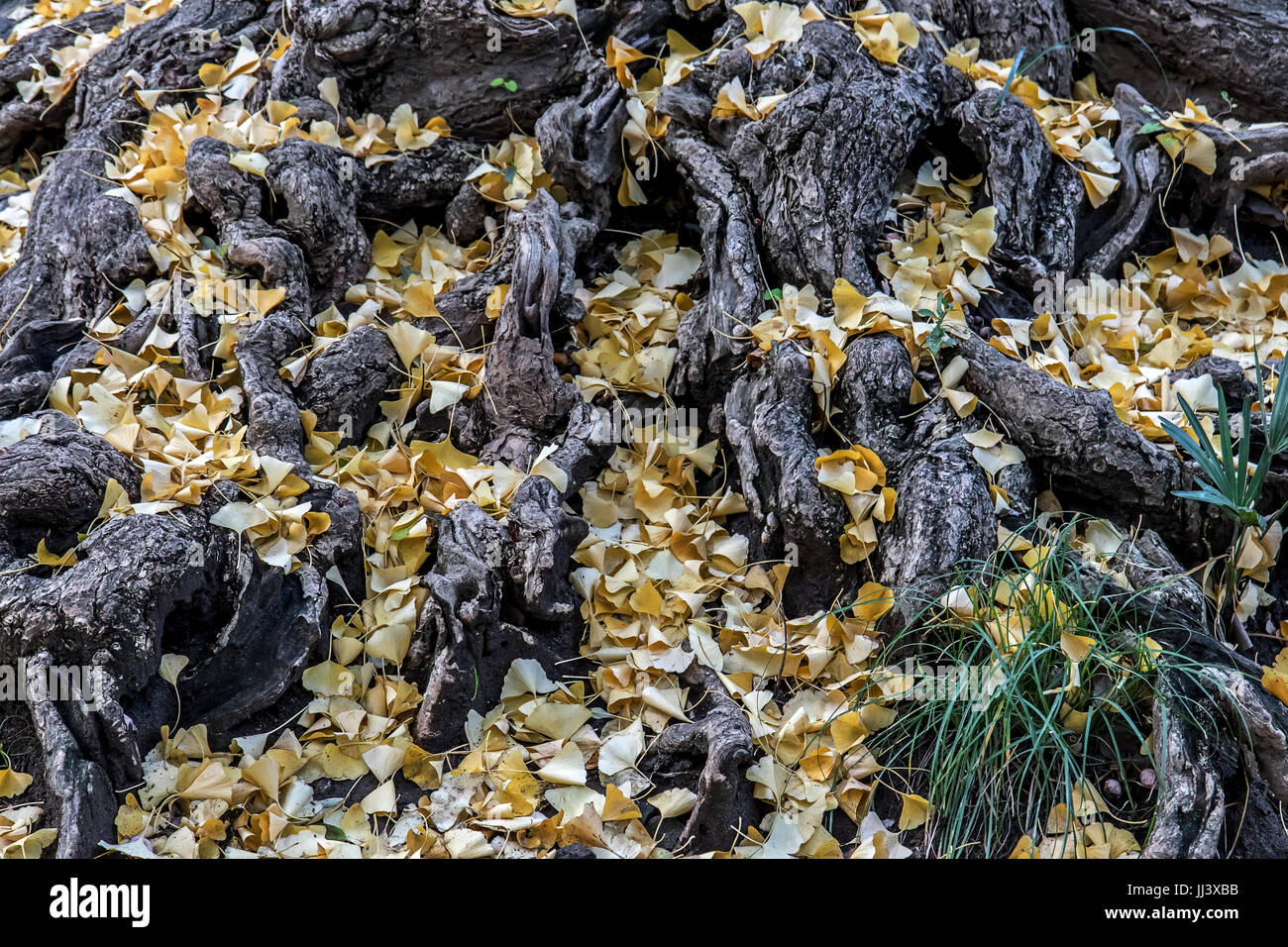 Das komplexe Wurzelsystem eines großen Baumes mit gelben Blättern Stockfoto