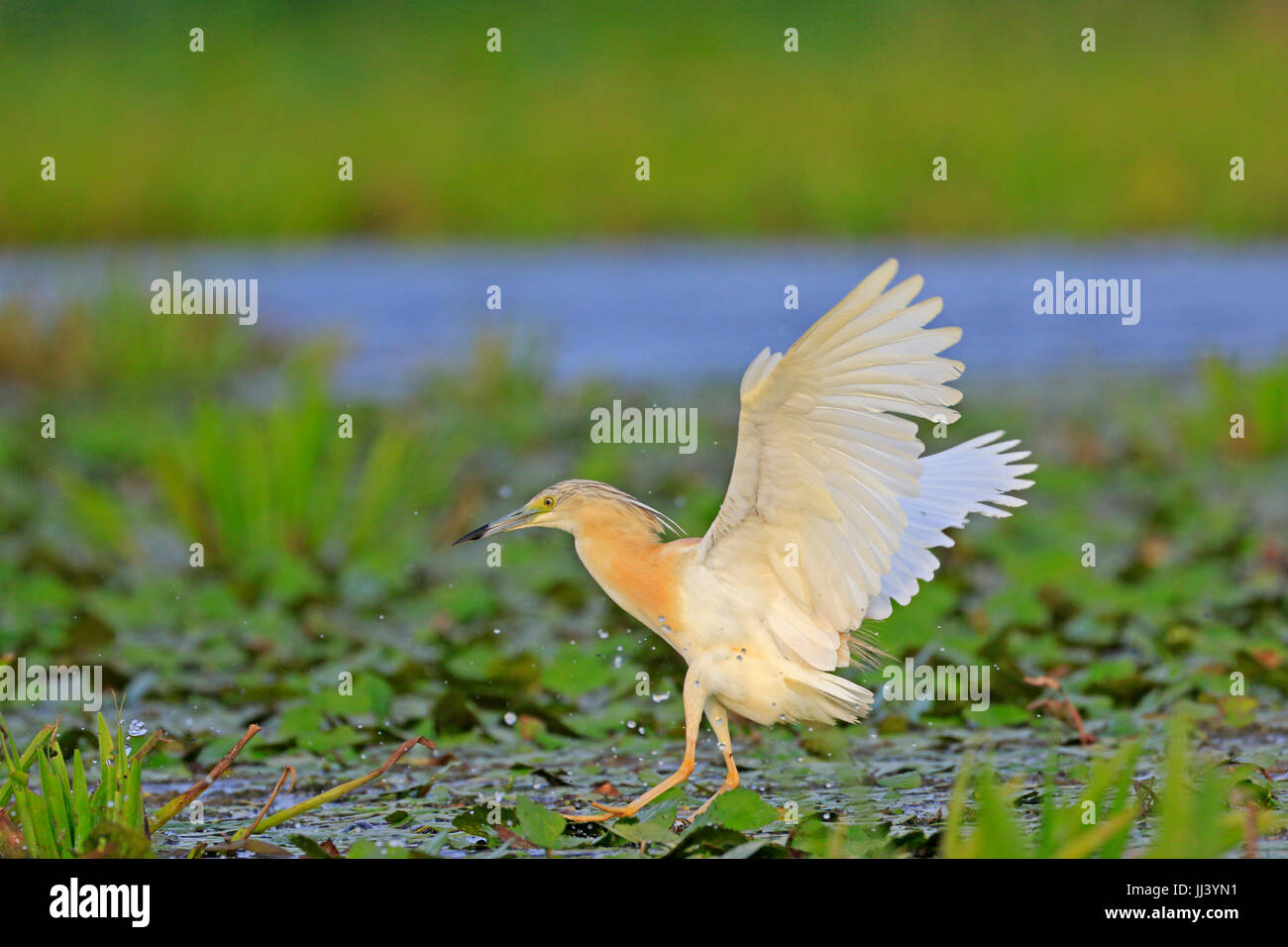 Squacco Heron landing im Donaudelta Rumäniens Stockfoto