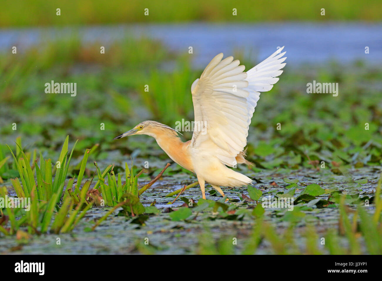 Squacco Heron landing im Donaudelta Rumäniens Stockfoto