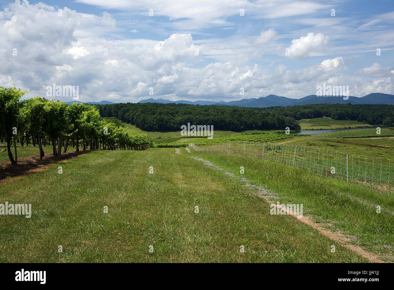 Weinberg im Biltmore Estate in Asheville, NC Stockfoto