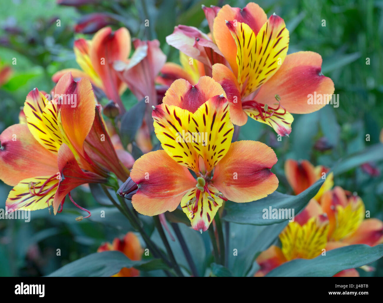Peruanische Lilie indischen Sommer Alstroemeria Stockfoto