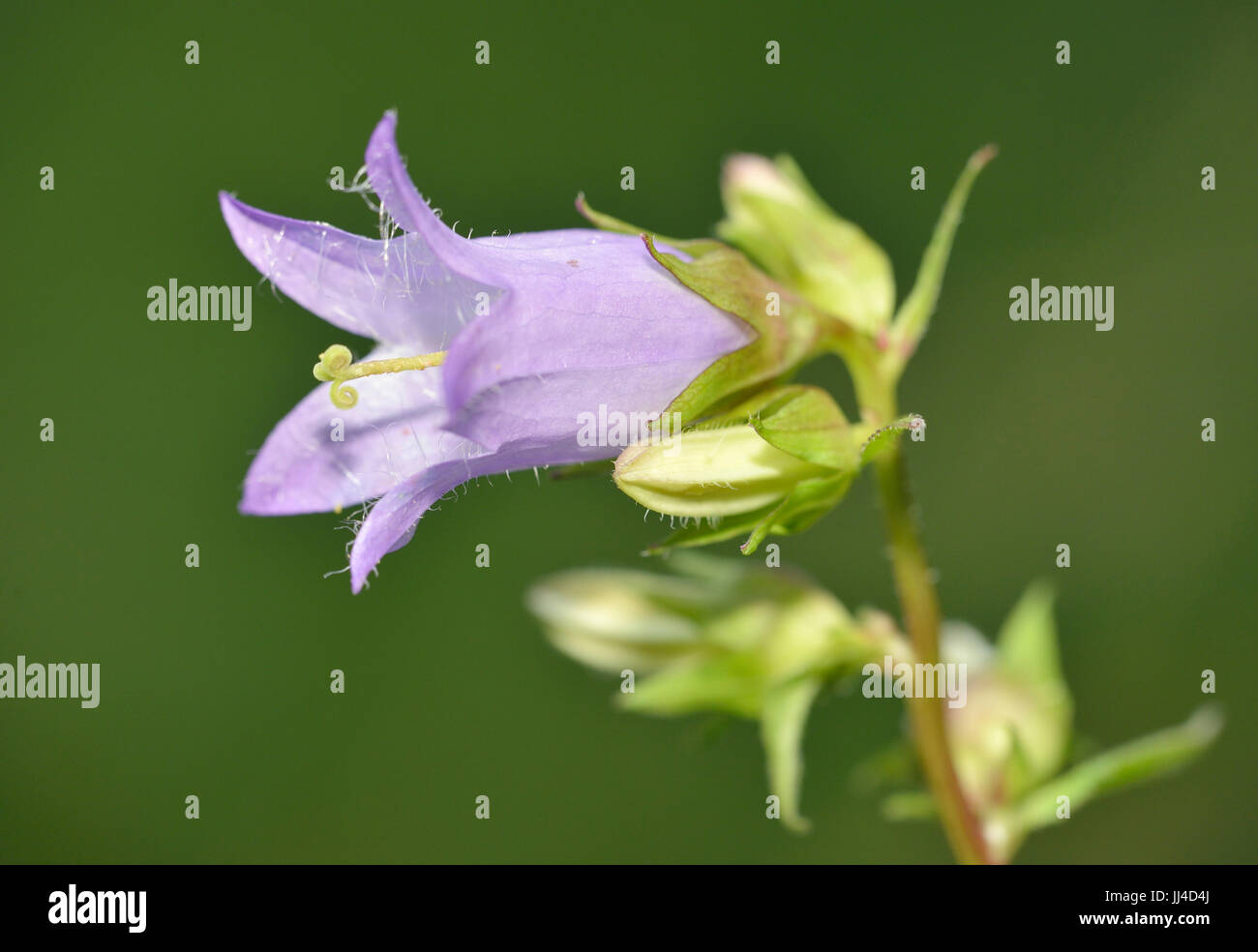 Brennnessel-blättrige Glockenblume - Campanula Trachelium einzelne Blume & Knospe Stockfoto