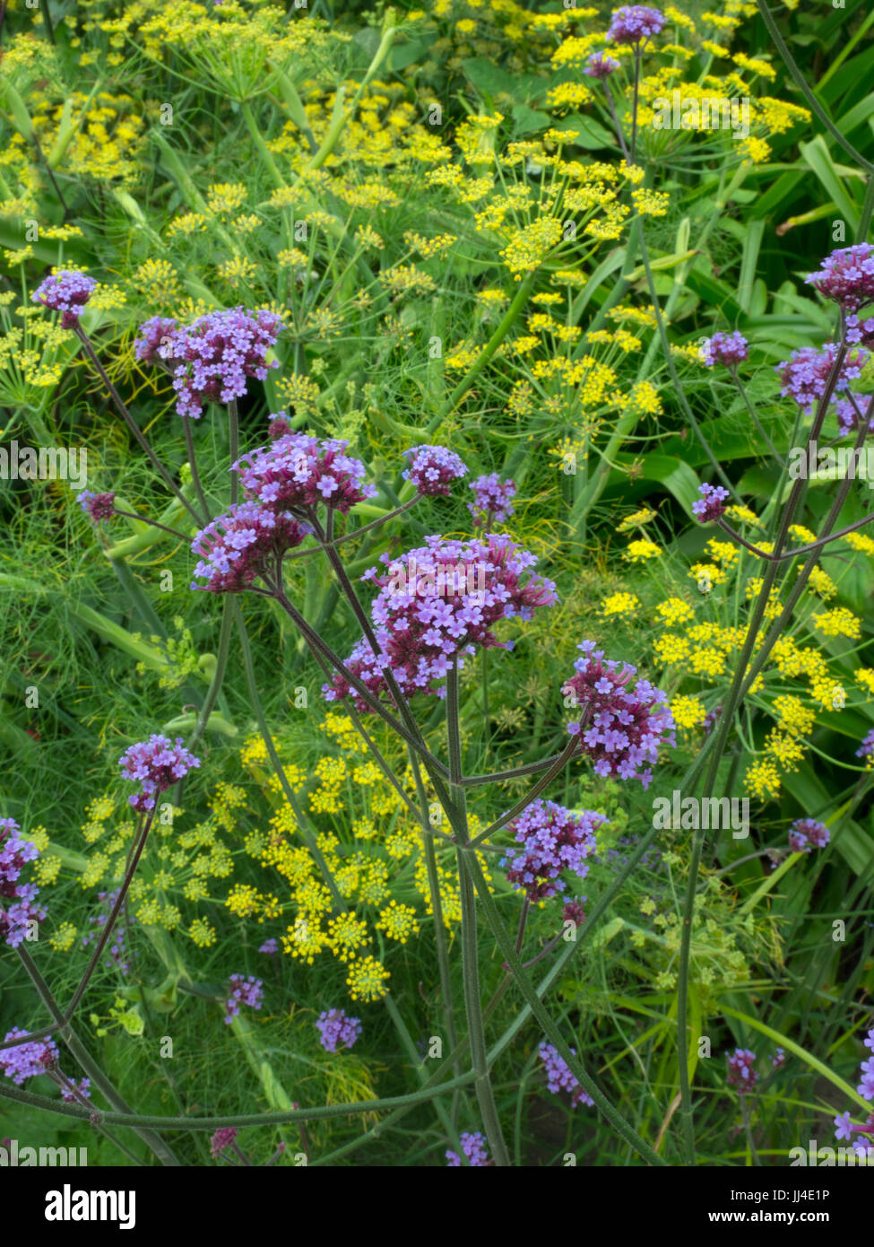 Verbena Bonariensis oder Purpletop Eisenkraut, Clustertop Eisenkraut, argentinische Eisenkraut tropischen Südamerika heimisch Stockfoto Verbena Bonariensis oder Purpletop Eisenkraut, Clustertop Eisenkraut, argentinische Eisenkraut tropischen Südamerika heimisch Stockfoto
