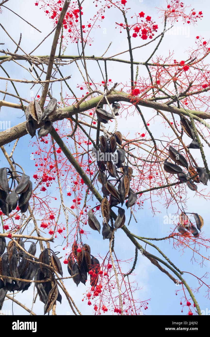 Brachychiton Acerifolius, Illawarra Flame Tree Stockfoto