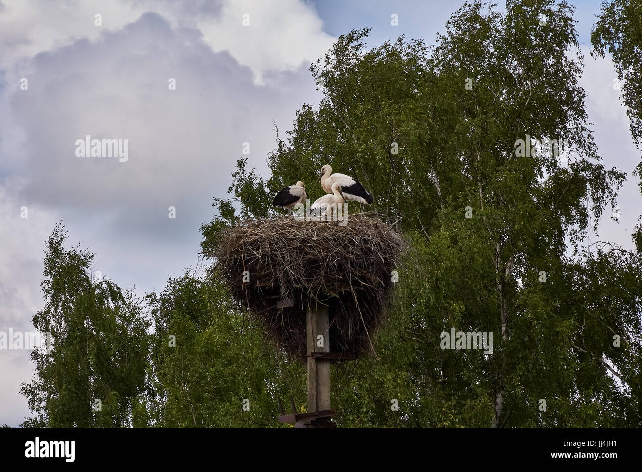 Kran-Familie in das Nest. Eine Nest der Filialen befindet sich oben auf eine Spalte mit elektrischer Beleuchtung. Pskov Region, Russland, Sommer Stockfoto