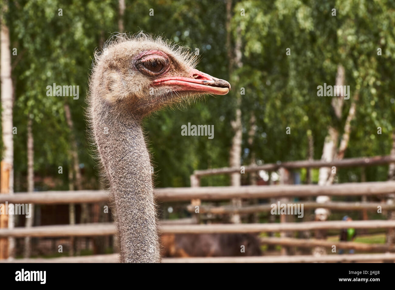 Porträt eines Straußes hautnah. Sehr deutlich sehen Sie, Schnabel, Augen, Haare. Kopf nach rechts gedreht. Zoocity, Pskow, Russland. Sommer Stockfoto