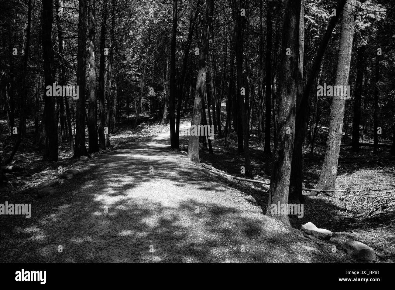 schwarze und weiße Waldweg Stockfoto