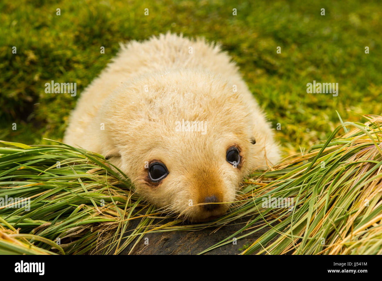 Eine blonde Antarctic Fur Seal Pup bei Fortuna Bay, Südgeorgien und die Südlichen Sandwichinseln Stockfoto