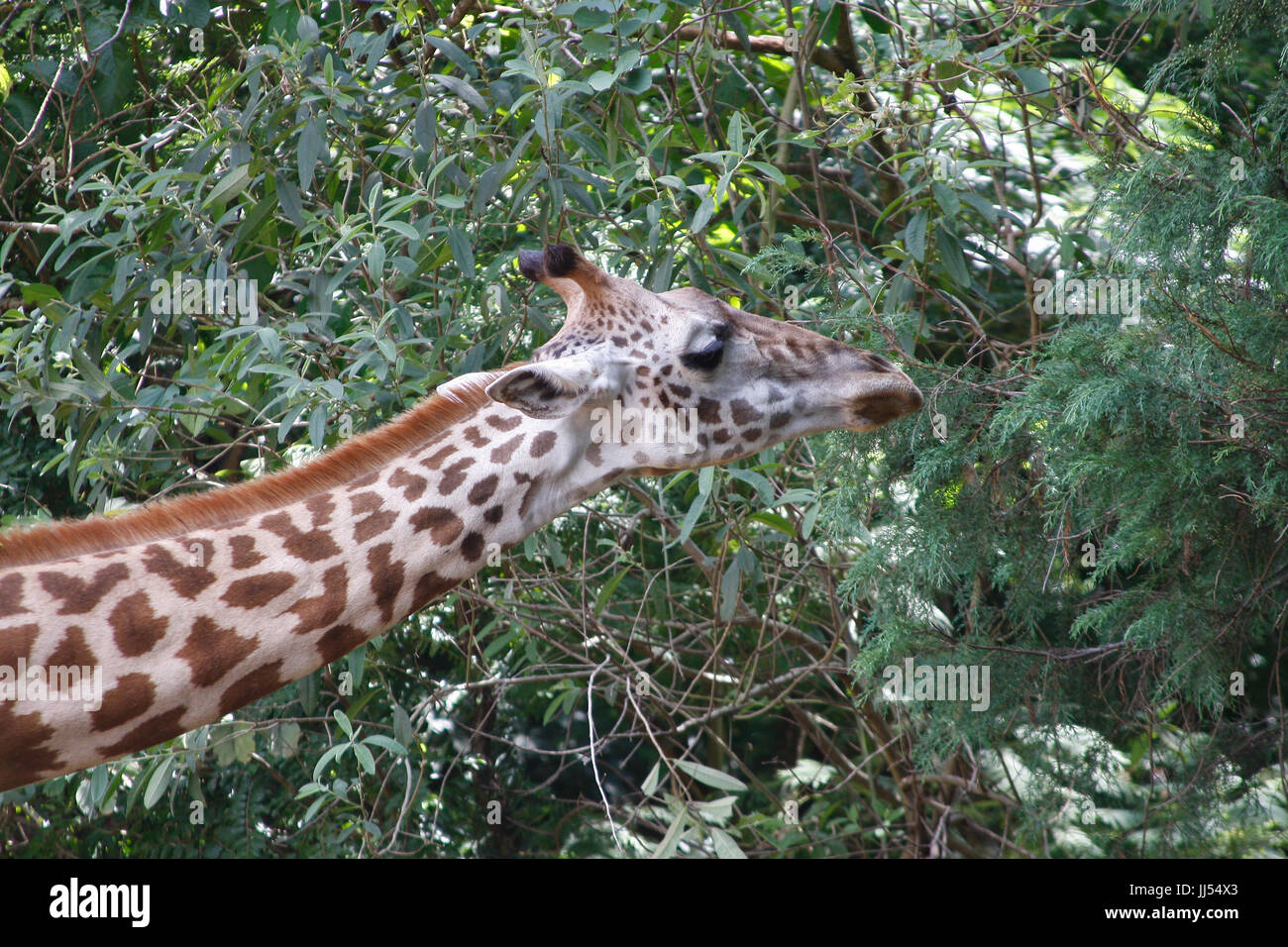 Giraffe, São Paulo, Brasilien Stockfoto