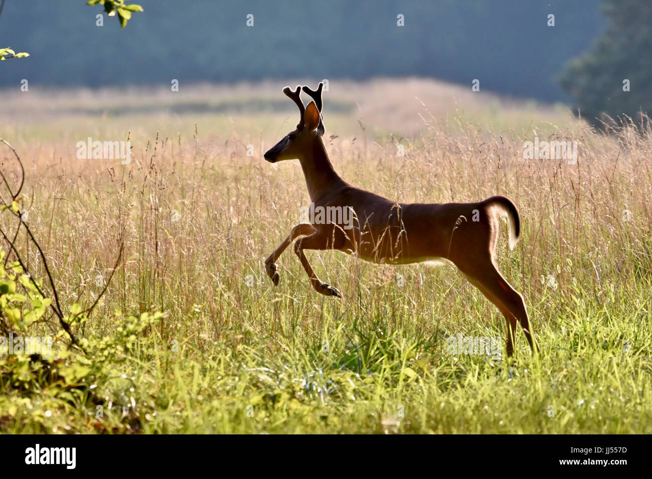 Seeadler Bock Reh im Velvet (Odocoileus Virginianus) laufen durch Feld Stockfoto